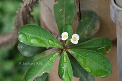 Euphorbia splendens